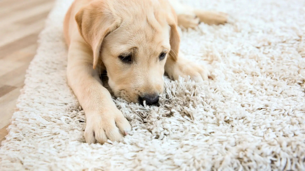 warum wälzen sich hunde auf dem teppich?