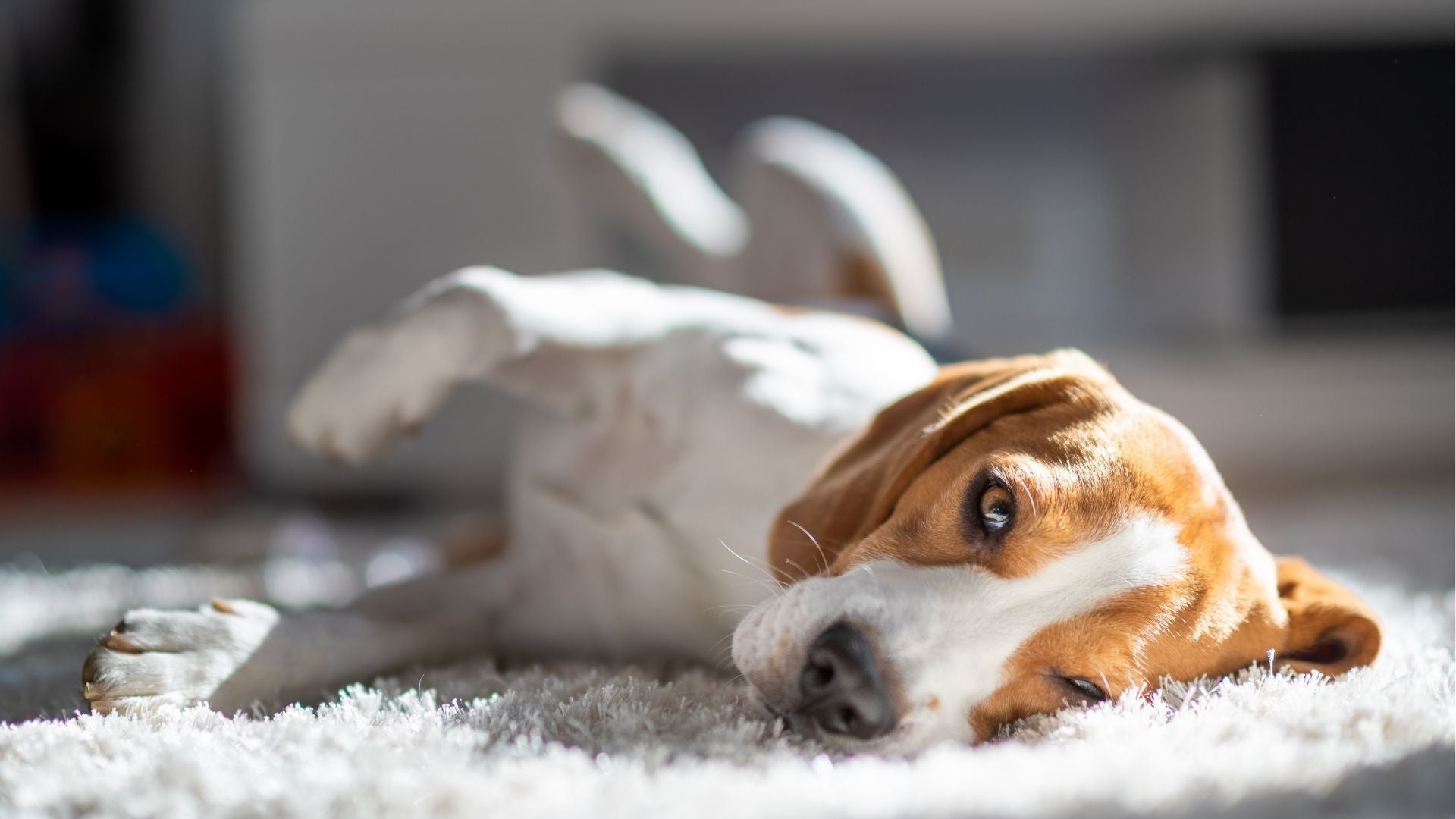 warum wälzen sich hunde auf dem teppich?